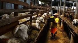 Bisnis ternak kambing jadi salah satu bisnis yang menguntungkan saat ini