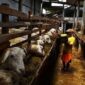 Bisnis ternak kambing jadi salah satu bisnis yang menguntungkan saat ini