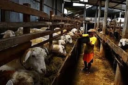 Bisnis ternak kambing jadi salah satu bisnis yang menguntungkan saat ini