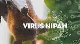 Waspda Virus Nipah Ancam Dunia