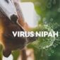 Waspda Virus Nipah Ancam Dunia