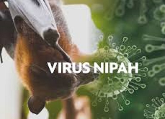 Waspda Virus Nipah Ancam Dunia