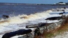 Pariwisata Tanjabtim