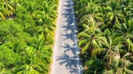 Tampak lahan sawit di Indonesia