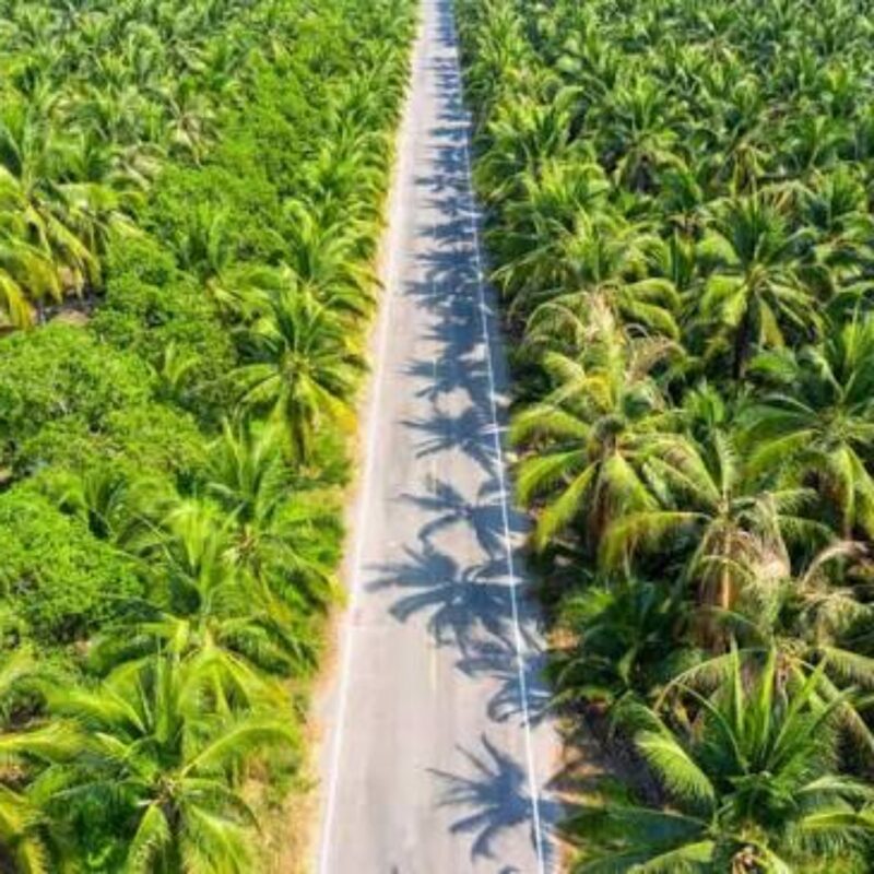 Tampak lahan sawit di Indonesia