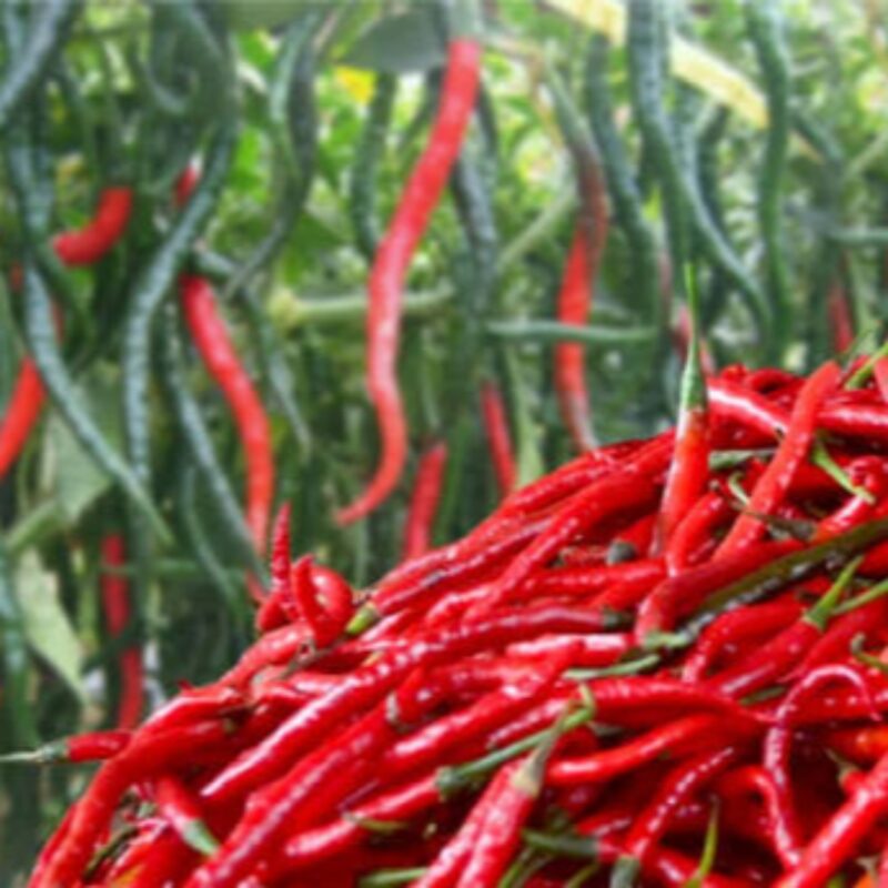 Harga Cabai Merah Dongkrak IPH Merangin