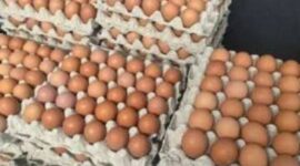 Harga telur ayam di Kerinci masih stabil jelang Ramadhan.