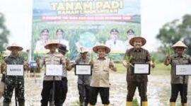 Bupati Merangin, M Syukur saat mendampingi Gubernur Jambi, H Alharis tanam padi bersama di Desa Seling, Kecamatan Tabir