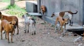 Anjing liar yang terus berkeliaran di Kota Sungai Penuh