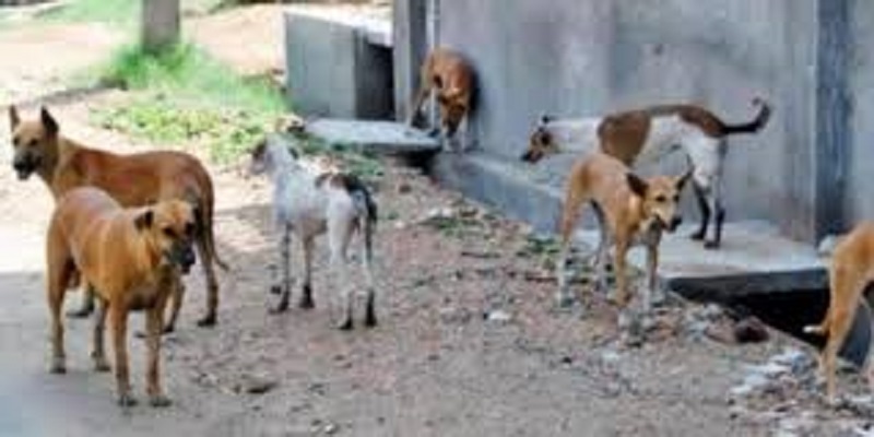 Anjing liar yang terus berkeliaran di Kota Sungai Penuh