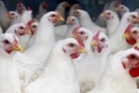 Arab Saudi setop impor ayam dan telur dari 40 negara