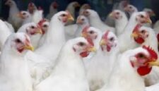 Arab Saudi setop impor ayam dan telur dari 40 negara