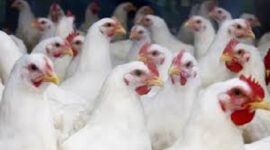 Arab Saudi setop impor ayam dan telur dari 40 negara