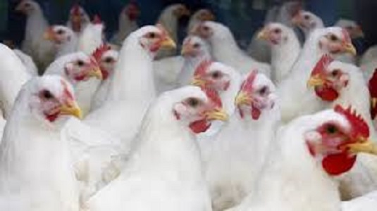 Arab Saudi setop impor ayam dan telur dari 40 negara