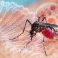 Ilustrasi kasus DBD. (Sumber/Google)