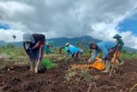 Tampak petani Kerinci tengah memanen hasil pertanian Kentang.
