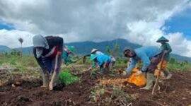 Tampak petani Kerinci tengah memanen hasil pertanian Kentang.
