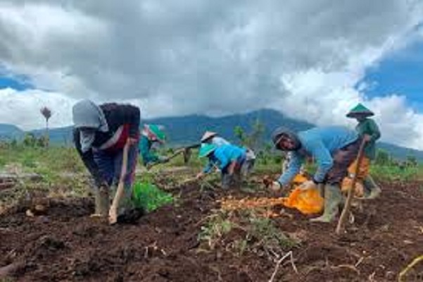 Tampak petani Kerinci tengah memanen hasil pertanian Kentang.
