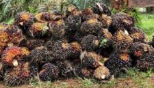 Tampak hasil panen sait milik petani Jambi