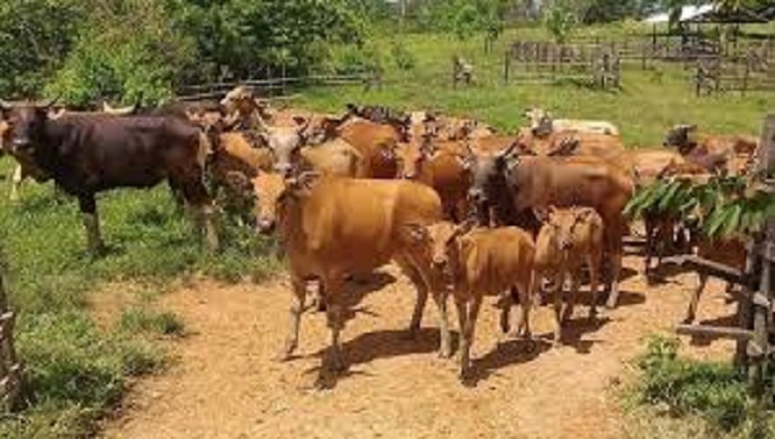 Disnak Sarolangun perketat pengawasan hewan, agar tidak tertulan penyakit heawan, jelang Bulan Ramadhan