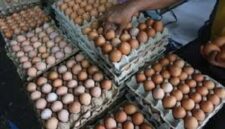 Harga telur di pasar tanjung bajure sungai penuh cenderung stabil