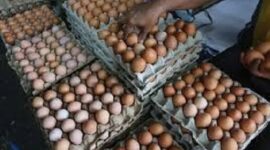 Harga telur di pasar tanjung bajure sungai penuh cenderung stabil