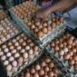 Harga telur di pasar tanjung bajure sungai penuh cenderung stabil