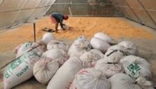 Polsek Tabir Ulu Fasilitasi Angkut 6 Ton Jagung Petani