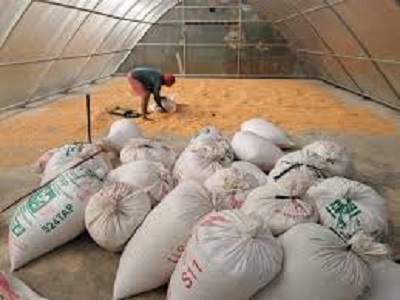 Polsek Tabir Ulu Fasilitasi Angkut 6 Ton Jagung Petani