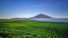 Perkebunan teh dan Gunung Kerinci menjadi salah satu daya tarik wisata di Provinsi Jambi yang wajib dikunjungi