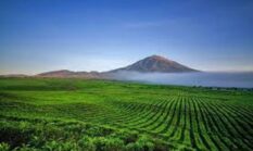 Bukan Bali atau Lombok, Ini Alasan Jambi Jadi Destinasi Favorit Baru 2026