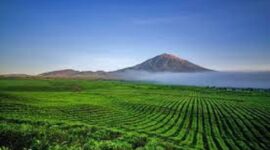 Perkebunan teh dan Gunung Kerinci menjadi salah satu daya tarik wisata di Provinsi Jambi yang wajib dikunjungi