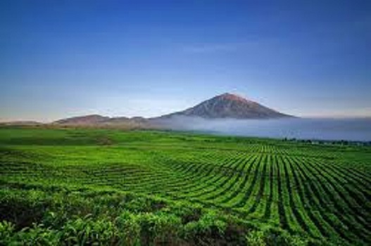 Perkebunan teh dan Gunung Kerinci menjadi salah satu daya tarik wisata di Provinsi Jambi yang wajib dikunjungi