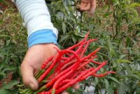 Harga cabai di kerinci anjlok, petani mengeluh
