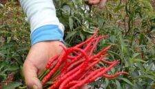 Harga cabai di kerinci anjlok, petani mengeluh
