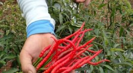 Harga cabai di kerinci anjlok, petani mengeluh
