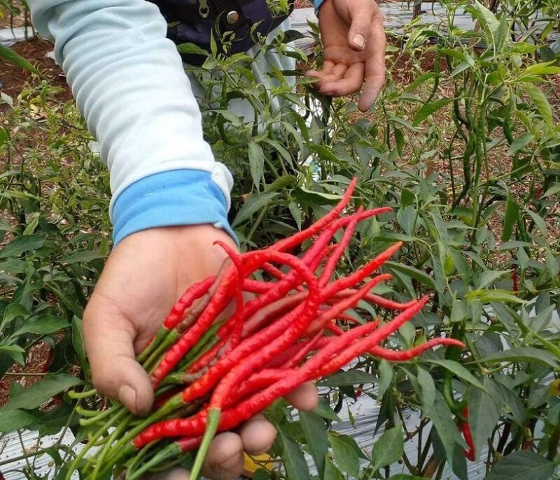 Harga cabai di kerinci anjlok, petani mengeluh
