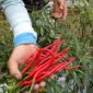 Harga cabai di kerinci anjlok, petani mengeluh
