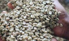 Kopi Kerinci Tembus Pasar Malaysia, Harga Kopi Indonesia Diprediksi Naik