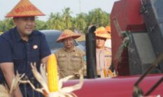 Cuan dari Jagung! Merangin Raup Hampir Rp1 Miliar, Ini Strategi yang Dipakai