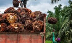 Harga Sawit Jambi Naik Lagi April 2026, Petani Mulai Tersenyum: Peluang Cuan atau Sekadar Sementara?