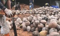 Investor Jerman Incar Hilirisasi Kelapa Tanjab Timur: Peluang Emas Industri Bernilai Ekspor Tinggi