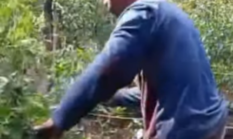 Viral Video Petani Cabai Kerinci Pangkas Tanaman, Harga Cuma Rp20 Ribu/Kg Tak Balik Modal