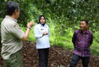 Perwakilan Kemenkum Jambi didampingi kadis DTHP Kerinci saat Identifikasi IG Manggis Kerinci