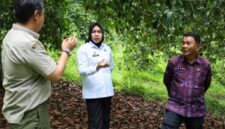 Perwakilan Kemenkum Jambi didampingi kadis DTHP Kerinci saat Identifikasi IG Manggis Kerinci