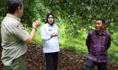 Manggis Kerinci Naik Kelas! Status Indikasi Geografis Bisa Bikin Harga Melonjak Tajam