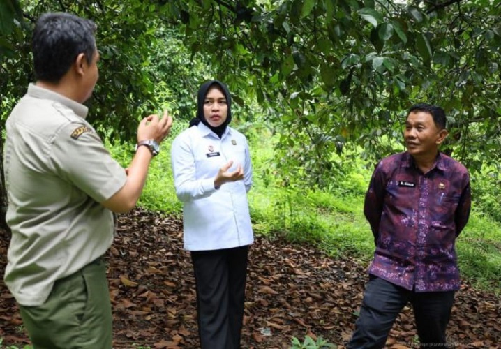 Perwakilan Kemenkum Jambi didampingi kadis DTHP Kerinci saat Identifikasi IG Manggis Kerinci