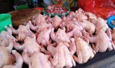 Harga Ayam Potong Masih Tinggi di Kerinci Tembus Rp48.000/Kg, Ini Penyebab dan Prediksi Terbarunya