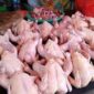 Harga Ayam potong di kerinci naik