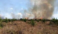 Waspada Karhutla! BPBD Kabupaten Kerinci Ingatkan Bahaya Pembakaran Lahan di Musim Kemarau